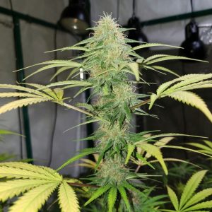 Марихуана Green Crack