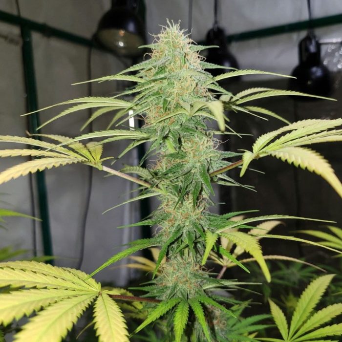 Марихуана Green Crack