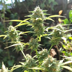 Green Crack от Marley Seedbank