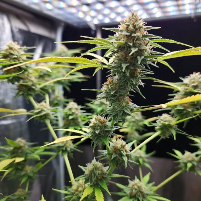 Марихуана Green Gelato