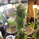 Green Gelato от Marley Seedbank