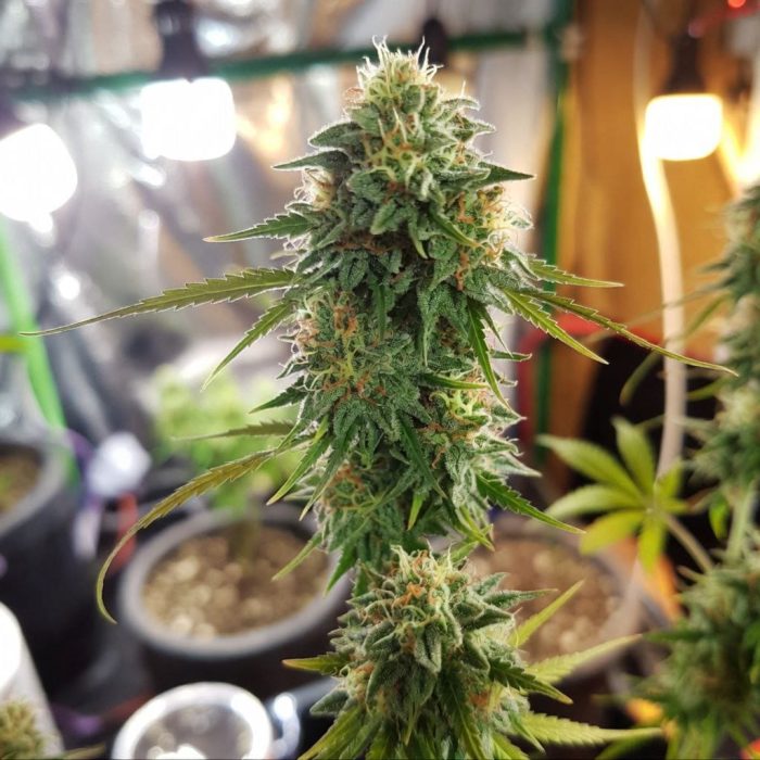 Green Gelato от Marley Seedbank