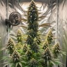 Northern Lights купить