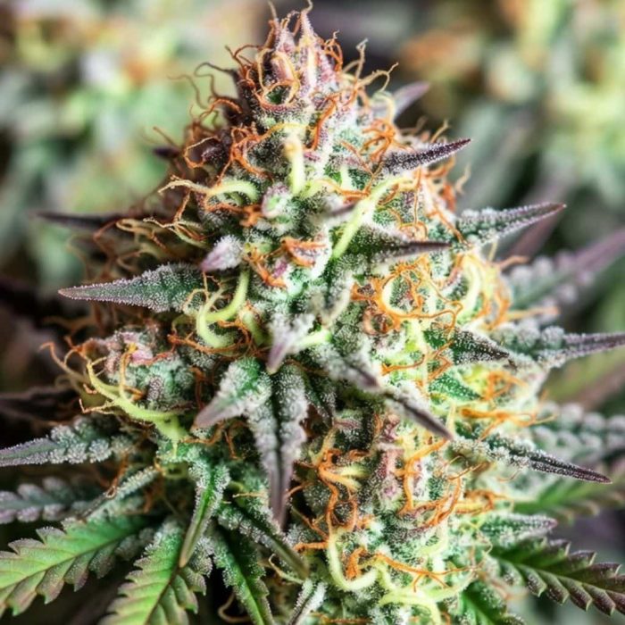 семена конопли Northern Lights