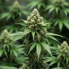 семена конопли Opium