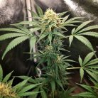 Satori USA от Marley Seedbank