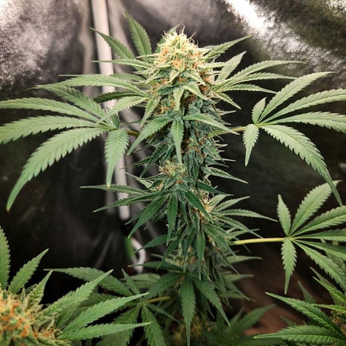 Satori USA от Marley Seedbank