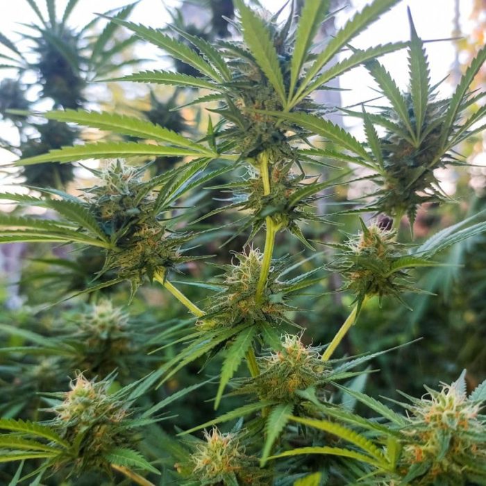 Сорт марихуаны Satori USA