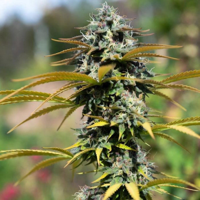 Сорт марихуаны Tangie