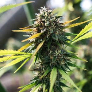 Сорт конопли Tangie от Marley Seedbank