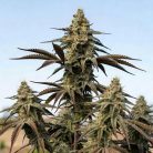 Марихуана Tangie (Marley Seedbank)