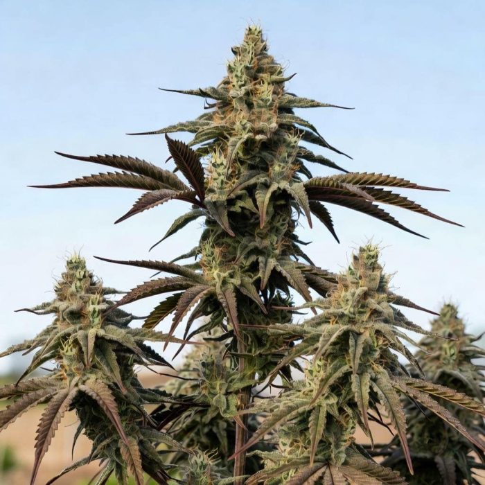 Марихуана Tangie (Marley Seedbank)