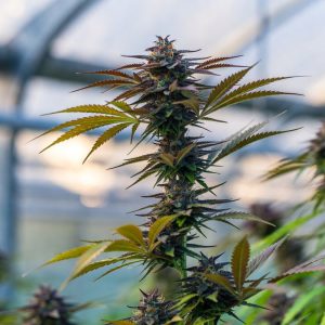 Amnesia Lemon от Barney's Farm