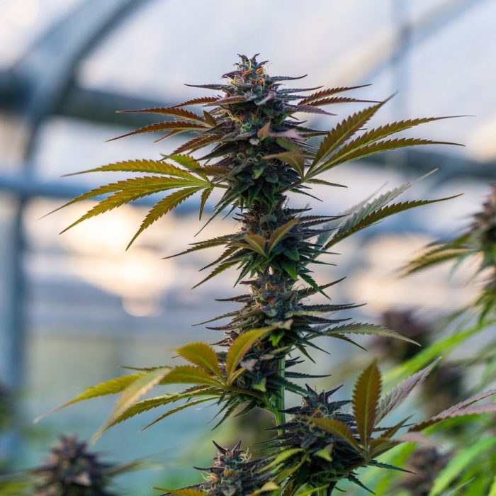 Amnesia Lemon от Barney's Farm