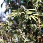 Сорт конопли Auto Blueberry от Dutch Passion