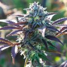 Сорт марихуаны Auto Blueberry от Dutch Passion