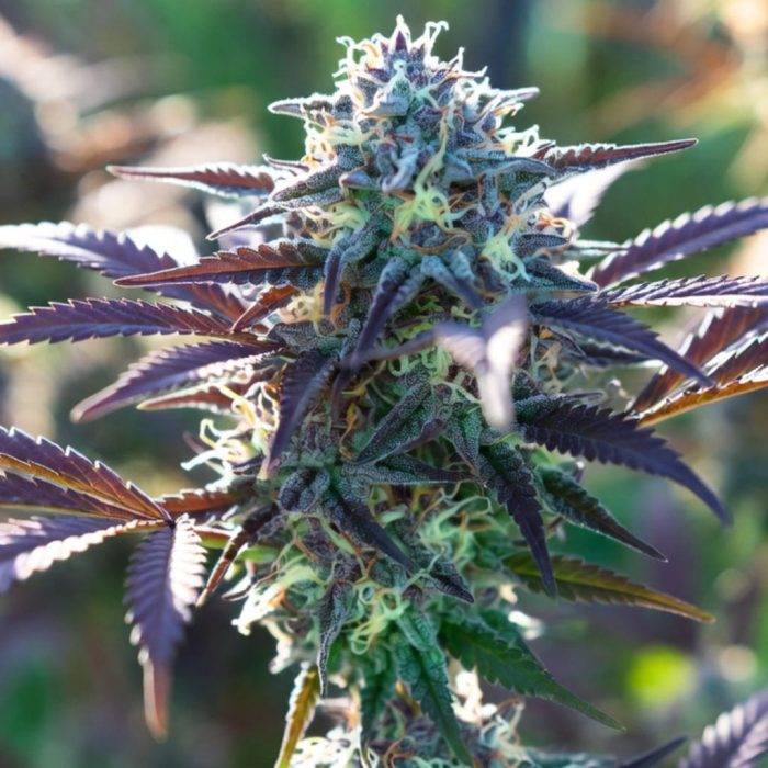 Сорт марихуаны Auto Blueberry от Dutch Passion