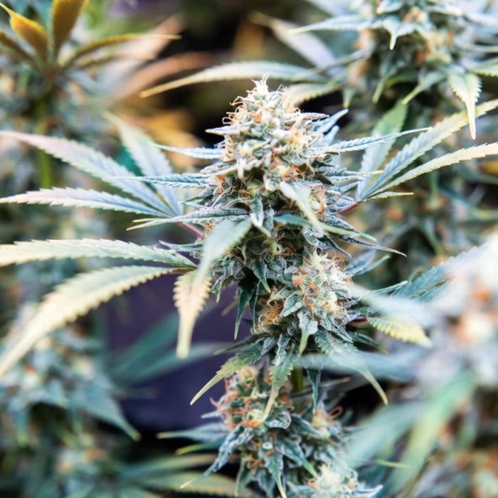 Auto Blueberry от Dutch Passion