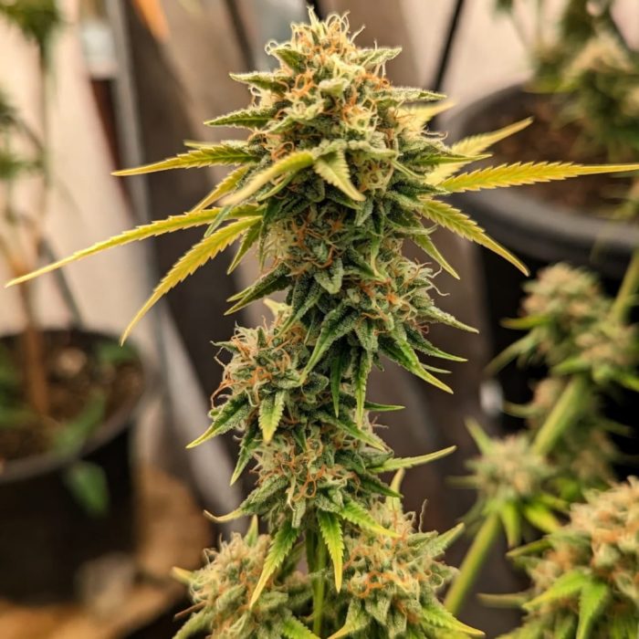 Auto Cinderella Jack-1 Сорт каннабиса Auto Cinderella Jack от Dutch Passion