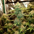 Сорт конопли Auto Cinderella Jack от Dutch Passion