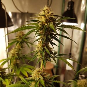 Сорт марихуаны Auto Cinderella Jack от Dutch Passion