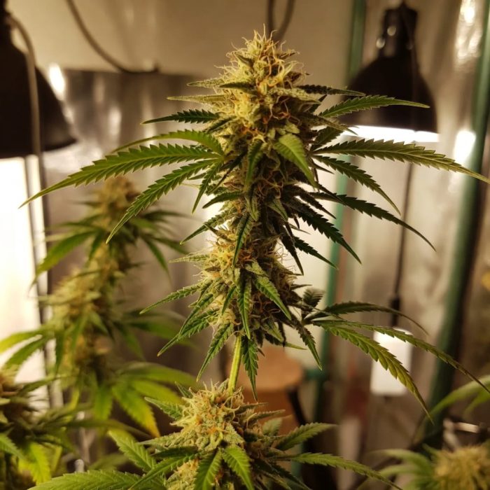 Auto Cinderella Jack Сорт марихуаны Auto Cinderella Jack от Dutch Passion