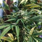 Auto Jamaica от Marley Seedbank