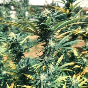 Auto Jamaica (Marley Seedbank)