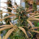 Auto Kingston Punch от Dutch Passion