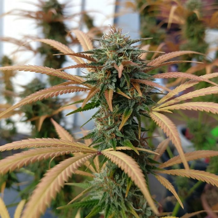 Auto Kingston Punch от Dutch Passion