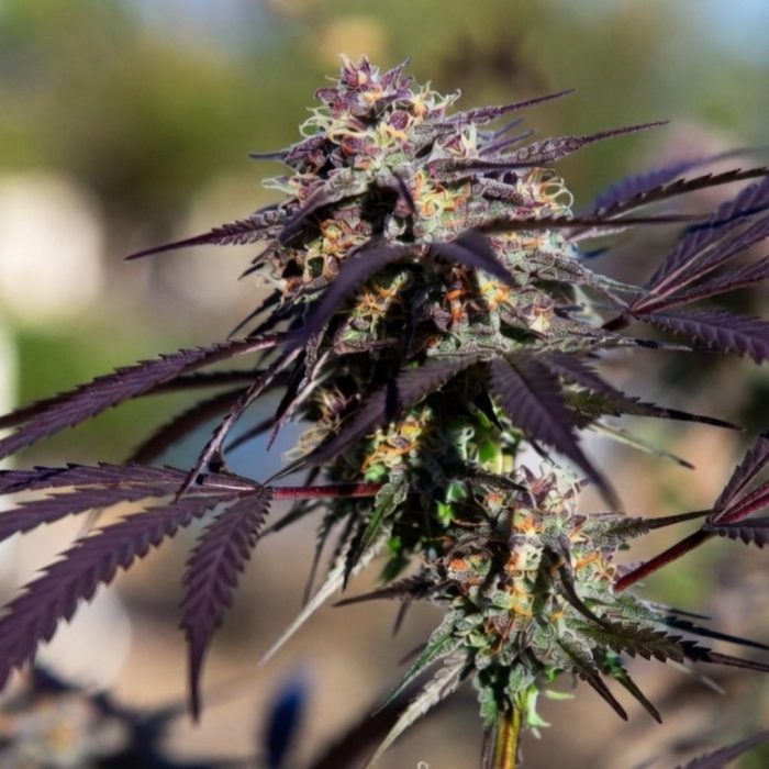 Сорт марихуаны Auto Kingston Punch от Dutch Passion