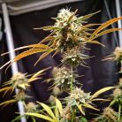 Auto Kingston Punch от Dutch Passion