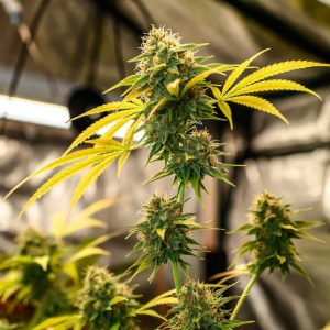 Сорт конопли Auto Lemon Kix от Dutch Passion