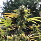 Сорт марихуаны Auto Lemon Kix от Dutch Passion