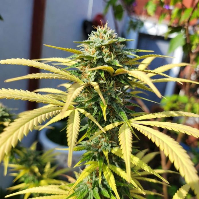 Сорт марихуаны Auto Lemon Kix от Dutch Passion