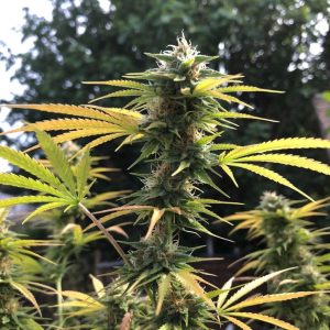 Сорт марихуаны Auto Lemon Kix от Dutch Passion