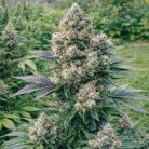 семена конопли Auto Mazar