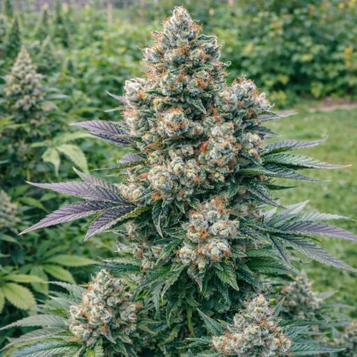 семена конопли Auto Mazar