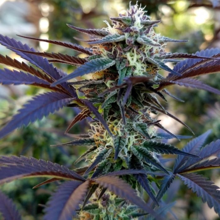 Сорт марихуаны Auto Melonade Runtz от Dutch Passion