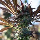 Сорт конопли Auto Orange Bud (Dutch Passion)