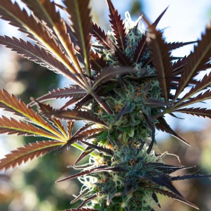 Сорт конопли Auto Orange Bud (Dutch Passion)