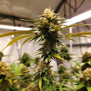 Сорт марихуаны Auto Orange Bud от Dutch Passion