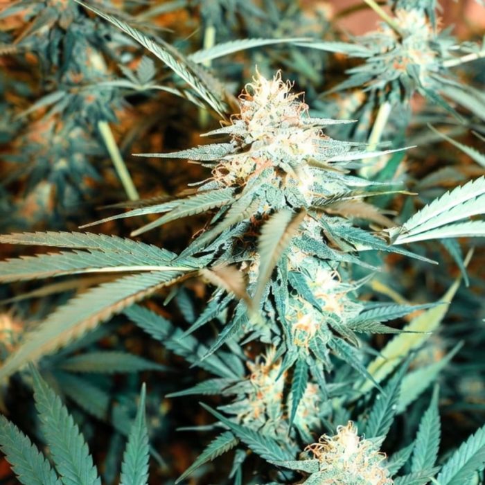 Auto Orange Bud от Dutch Passion