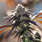 Auto Pineapple Express от Marley Seedbank