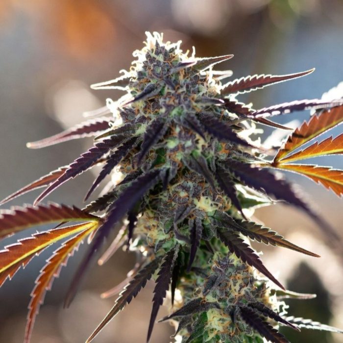 Auto Pineapple Express от Marley Seedbank