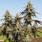 Auto Pineapple Express (Marley Seedbank)