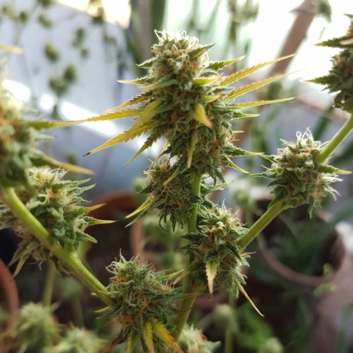 Сорт конопли Auto Pineapple Express