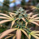 Сорт марихуаны Auto Red Tropicana Cookies от Dutch Passion