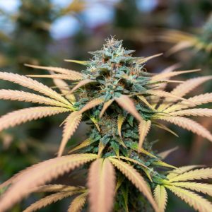 Сорт марихуаны Auto Red Tropicana Cookies от Dutch Passion