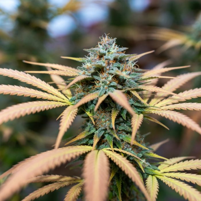 Сорт марихуаны Auto Red Tropicana Cookies от Dutch Passion